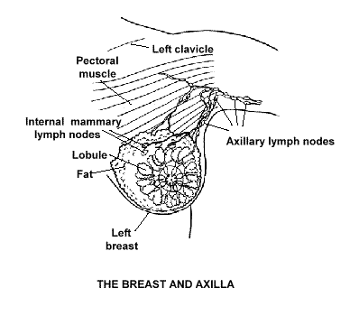 Breast Anatomy