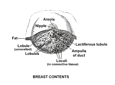 Breast Anatomy