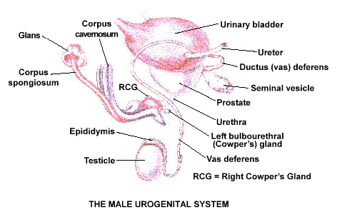 Anatomy